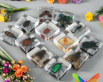 Various Real Insect Specimens in Clear Resin, Entomology Teaching, Bug Lovers, Learning for Kid, Single Resin Insects for Sale, 36 Options