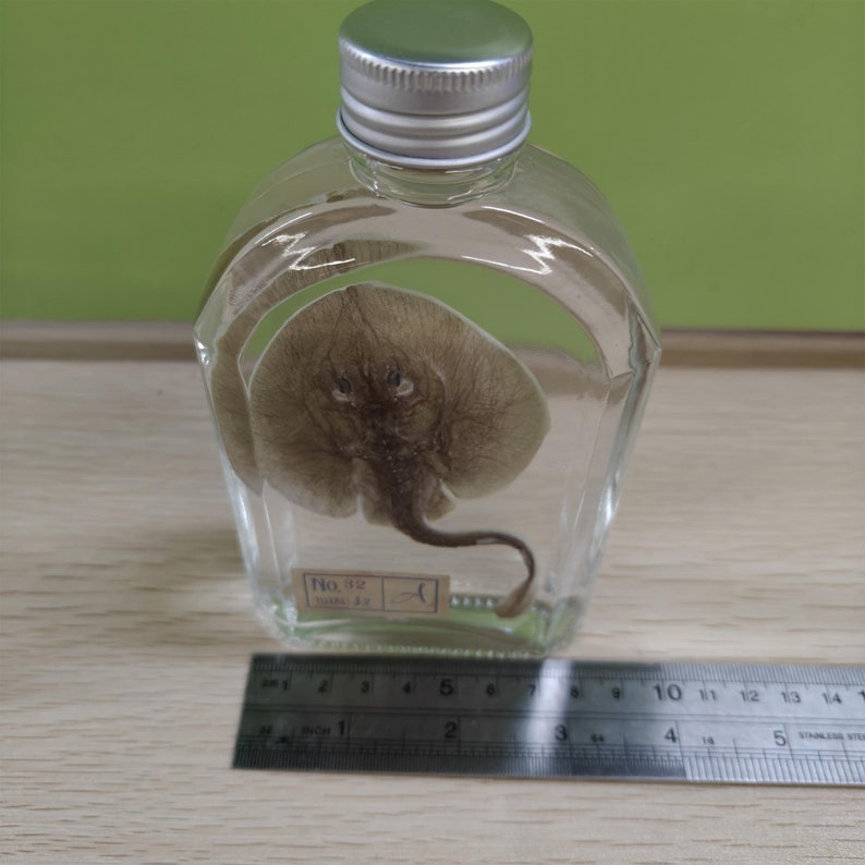 May include: A preserved ray in a clear glass bottle with a silver lid. The ray is brown and has a long tail. The bottle has a label that says "No. 3g 25".