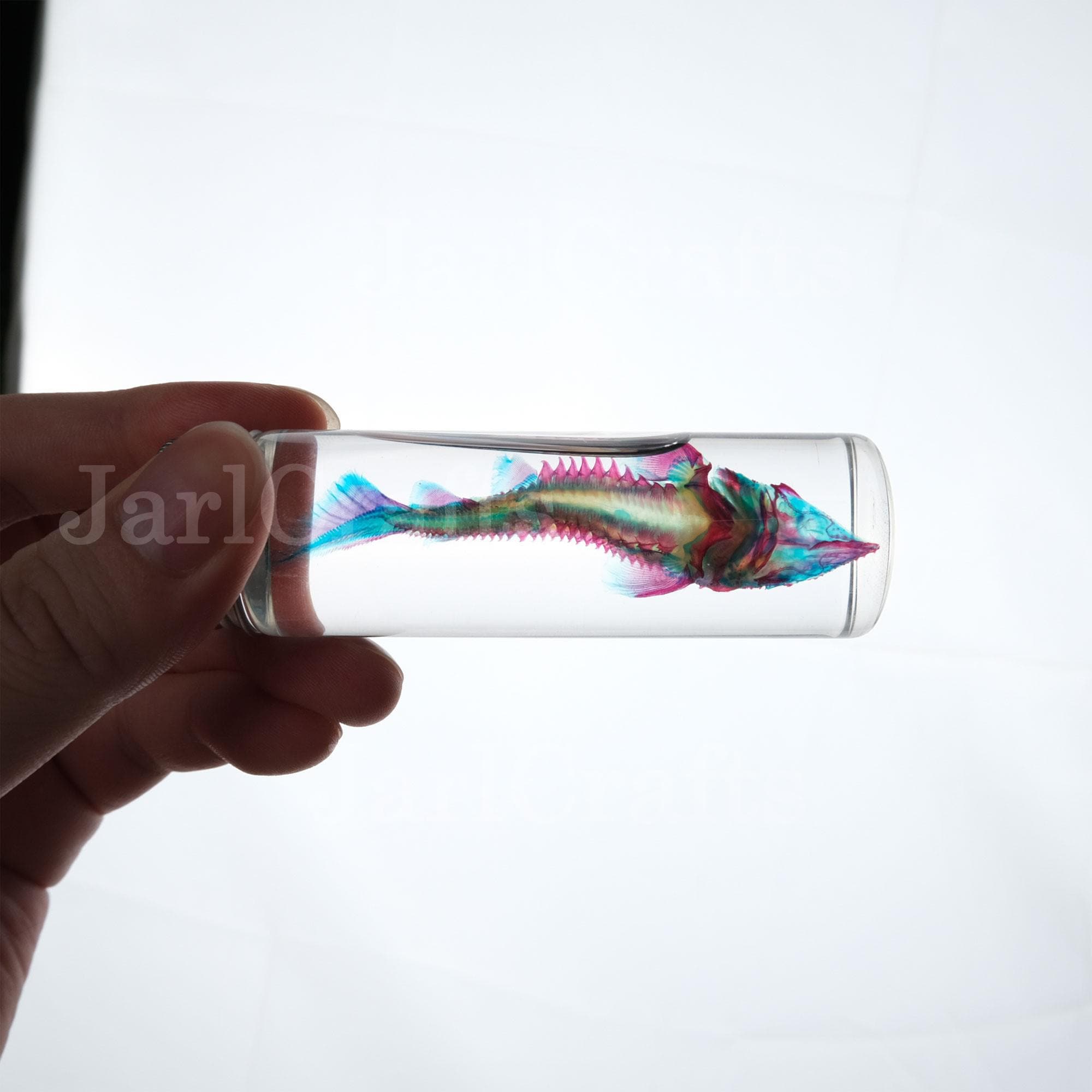 Bottled Transparent Fish, Diaphonized Fish Wet Specimen In Purple&Blue Transparent Marine Skeleton Fish, Double-Stained Specimen Collection