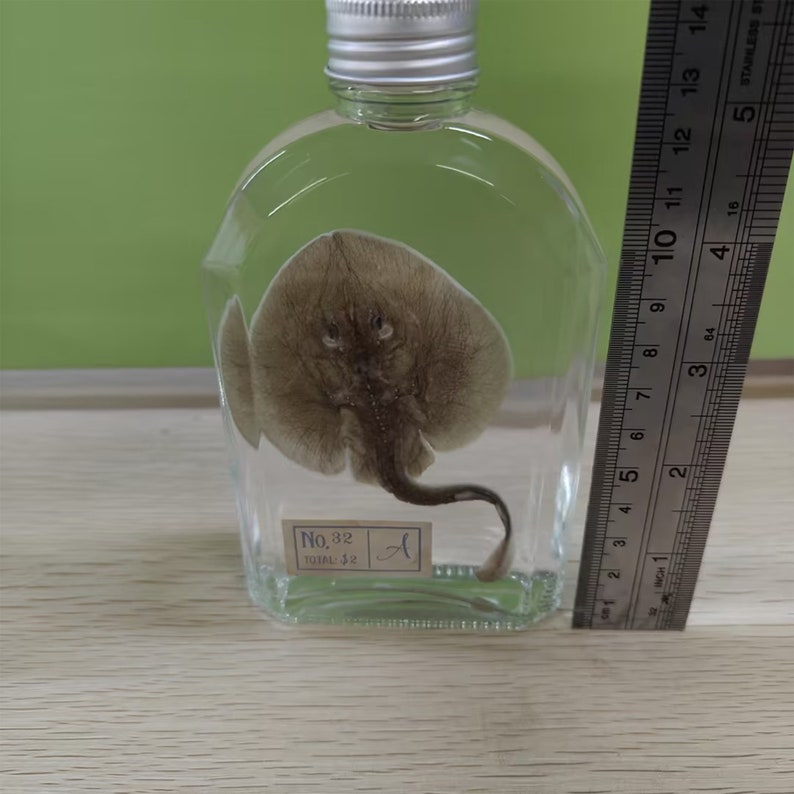 May include: A small, preserved ray in a clear glass bottle with a silver lid. The ray is brown and has a long tail. The bottle is labeled "No. 32" and "Total: 32".