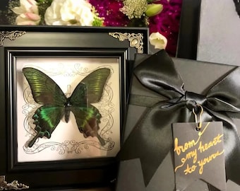Natural Butterfly with Classic Decor Picture Frame, Butterfly Specimen Wall or Desktop Art, Real Green Belt Papilio Maackii Butterfly