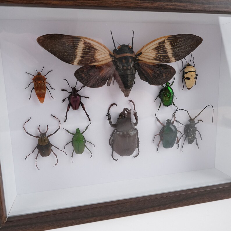 Insects Frame 10 Species of Insect Specimens for Photo Frame Ornaments, Insect Shadow ...