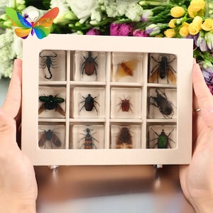 12pcs Set Insect Specimen Collections Box- Real Scorpion, Beetle, Cicada in Transparent Resin, Naturalistic Enlightenment, Kids Gifts