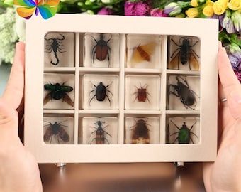 12pcs Set Insect Specimen Collections Box- Real Scorpion, Beetle, Cicada in Transparent Resin, Naturalistic Enlightenment, Kids Gifts