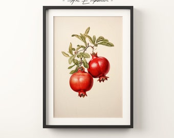 May include: A vintage botanical illustration of two red pomegranates on a branch with green leaves. The illustration is on a cream-colored background.