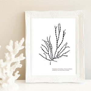 Coastal Pressed Seaweed Artwork, Download Print, Ocean, Home Decor, Wall Art, Nautical, Marine, Sea