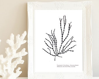 Coastal Pressed Seaweed Artwork, Download Print, Ocean, Home Decor, Wall Art, Nautical, Marine, Sea