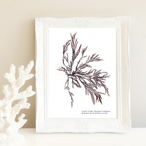 Coastal Pressed Seaweed Artwork, Download Print, Ocean, Home Decor, Wall Art, Nautical, Marine, Sea