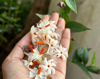 Nyctanthes arbor-tristis samen - Nachtblühender Jasmin - Coral Jasmin Samen - Parijata samen für den Hausgarten.