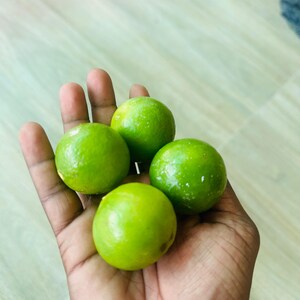 Calamansi Calamondin Limettensamen Key Lime Samen Zitrus Limettensamen 100% natürlich 20 Samen Bild 1