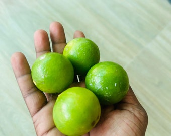 Calamansi Calamondin Limettensamen - Key Lime Samen - Zitrus Limettensamen - 100% natürlich 20+ Samen