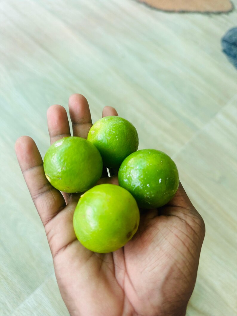 Calamansi Calamondin Limettensamen Key Lime Samen Zitrus Limettensamen 100% natürlich 20 Samen Bild 1