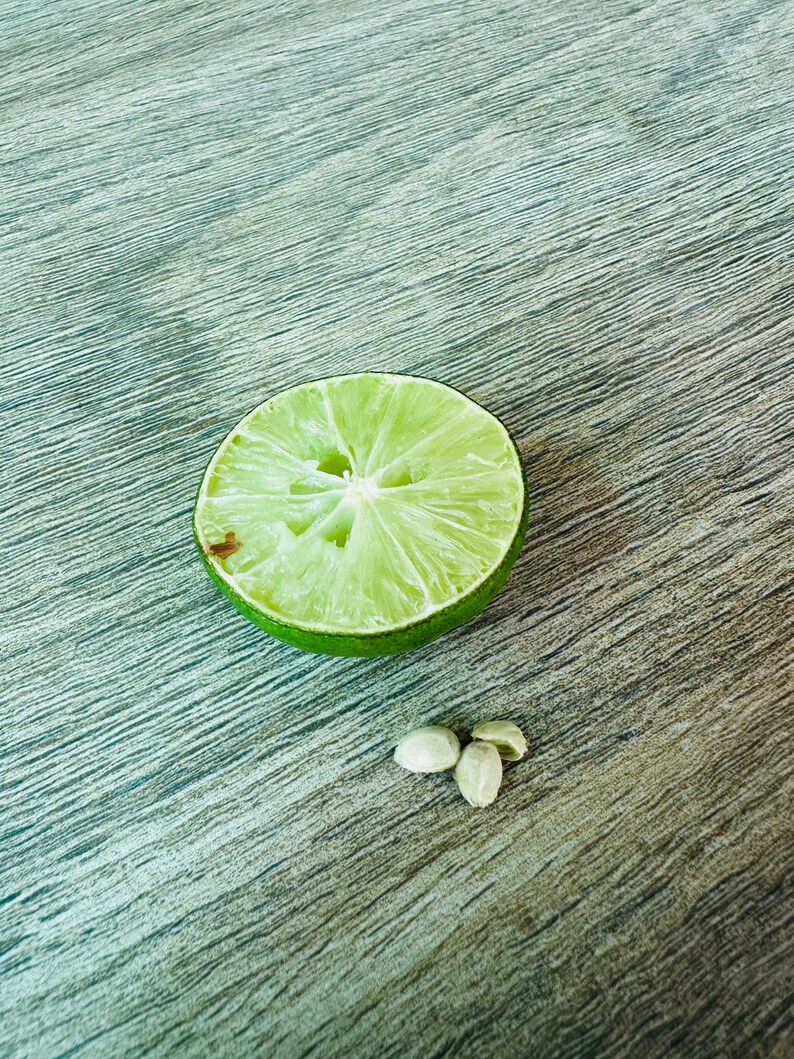 Calamansi Calamondin Limettensamen Key Lime Samen Zitrus Limettensamen 100% natürlich 20 Samen Bild 4
