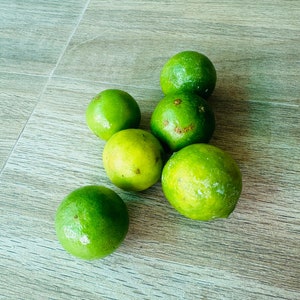 Calamansi Calamondin Limettensamen Key Lime Samen Zitrus Limettensamen 100% natürlich 20 Samen Bild 2