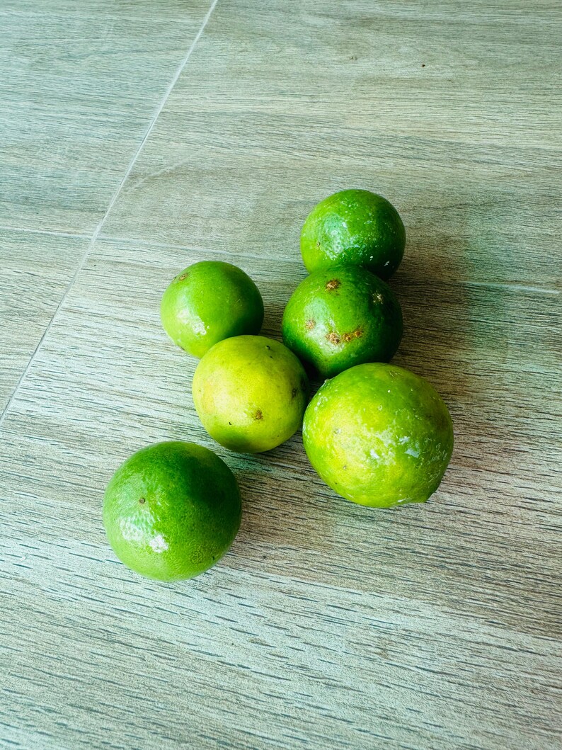 Calamansi Calamondin Limettensamen Key Lime Samen Zitrus Limettensamen 100% natürlich 20 Samen Bild 2