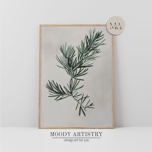 Könnte beinhalten: Ein gerahmter Druck eines grünen Rosmarinzweigs auf einem hellbeigen Hintergrund. Der Druck trägt den Text "MOODY ARTISTRY vintage art for you" unten.
