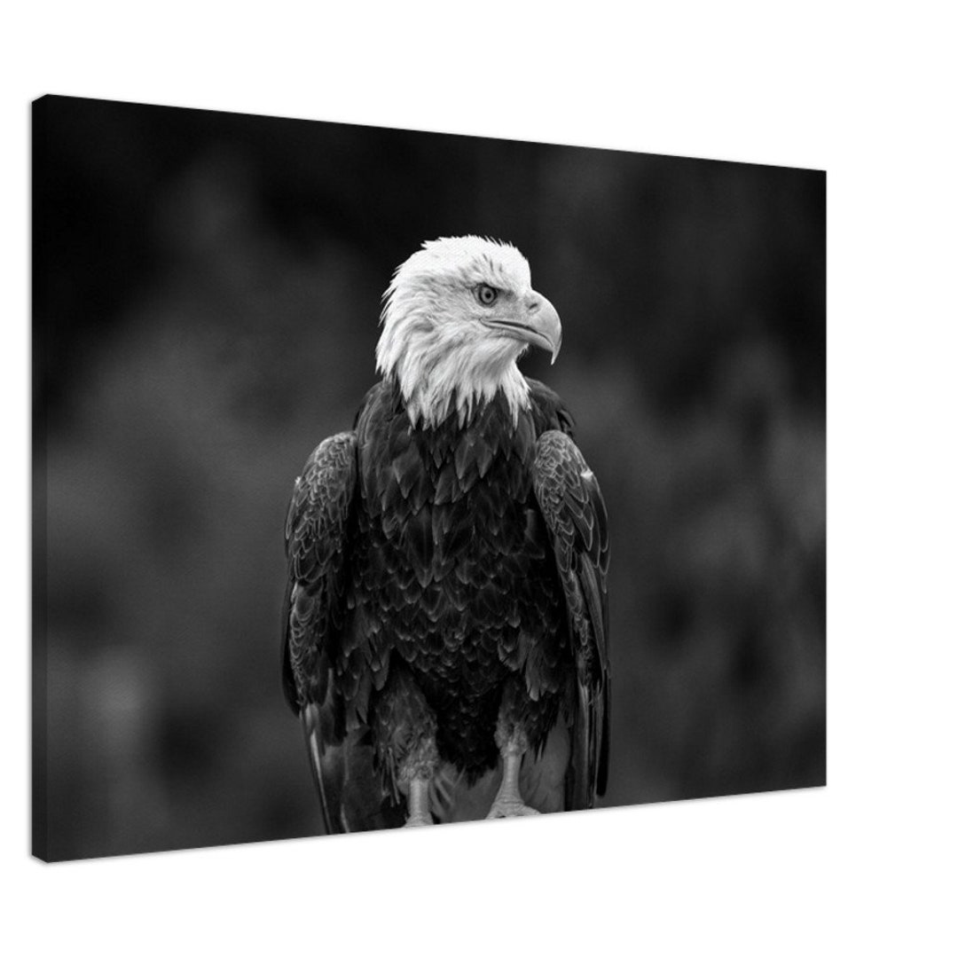Portrait of a Bald Eagle. Symbol of Strength and Freedom. - Etsy
