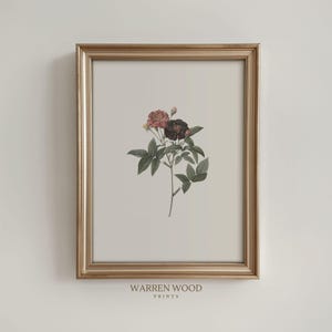 Puede incluir: Una impresión botánica enmarcada que presenta un solo tallo de rosas rosas y negras con hojas verdes. La impresión está en un marco dorado y tiene el texto "WARREN WOOD PRINTS" en la parte inferior.