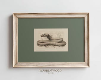 Vintage Snake Wall Art Print – Olive Green Rustic Background with Antique Snake Illustration, Cool Reptile Printable Decor for Home or Study