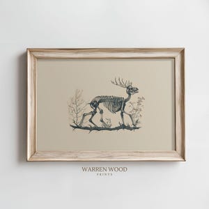 May include: A framed print of a deer skeleton in a beige frame with the text "WARREN WOOD PRINTS" at the bottom.