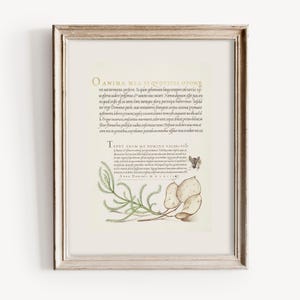 Può includere: Un'illustrazione botanica vintage con un delicato ramo verde e baccelli di semi secchi. L'immagine presenta una piccola ape e testo in latino, "O Anima Mea Si Quotidie Opore ret nas termenta perferre. Stapum gebennam longo tempore ulovarciu in gloria sudere poffemus, sanctis ous senari Nennedynum effet punon ne quod trifle eft at sana bom tantique eleris participes haberemur leide tur ergo Domemes paris suas tentatum frangent arpuransa premant meme Labores gruently exstant clonet me fee Frigu marut mua murmurit.calor wat caput deleur, patas dodatn fleur pomachus pallefjut wat infirmitur tote Deficat indolere was meate avuma in gomada merebatur patrale nenabur offbur macet обогнена T EDET ENIM ME DOMINE VALDS VI"