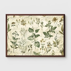 Arte Botánico Vintage / Cartel de Flores de Plantas Científicas / Dibujo Científico / Ilustración de Flores / Imprimible / Decoración de Pared / Descarga Digital