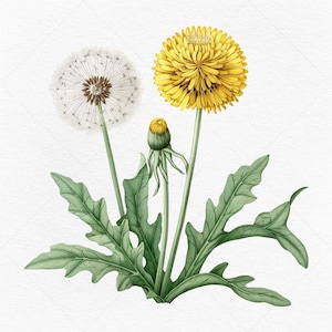 8 Löwenzahn Blume Clipart Download • PNG und JPG Dateien • Aquarell Botanische Bilder • Print on Demand erlaubt • Kommerzielle Nutzung