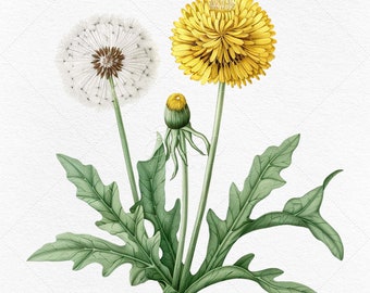 8 Löwenzahn Blume Clipart Download • PNG und JPG Dateien • Aquarell Botanische Bilder • Print on Demand erlaubt • Kommerzielle Nutzung