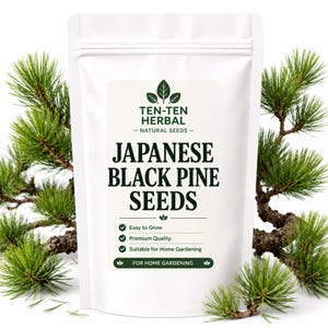Semillas de pino negro para plantar – Árbol bonsái