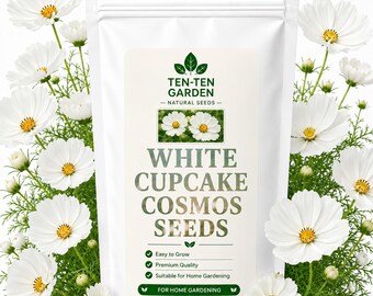 Weiss Cupcake Schmuckkörbchen | Kosmos Blumensamen | Jährliche Gartenblume | Schnittblume | Bauerngarten blüht