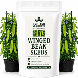 Peut inclure: Un sachet blanc debout étiqueté TEN-TEN GARDEN NATURAL SEEDS WINGED BEAN SEEDS avec du texte et des icônes verts. Le sachet est flanqué de deux pots noirs contenant des plants de haricots ailés poussant sur des treillis en plastique vert.