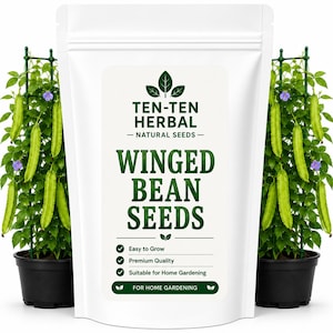 Puede incluir: Una bolsa blanca vertical etiquetada TEN-TEN HERBAL NATURAL SEEDS WINGED BEAN SEEDS con texto e iconos verdes. La bolsa está flanqueada por dos macetas negras que contienen plantas de judía alada que crecen en enrejados de plástico verde.
