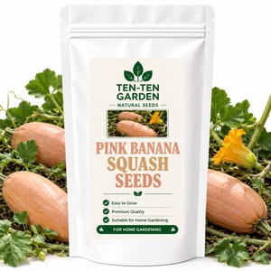 Semillas de calabaza banana rosa, calabaza de invierno tradicional, semillas para huerto, jardinería doméstica