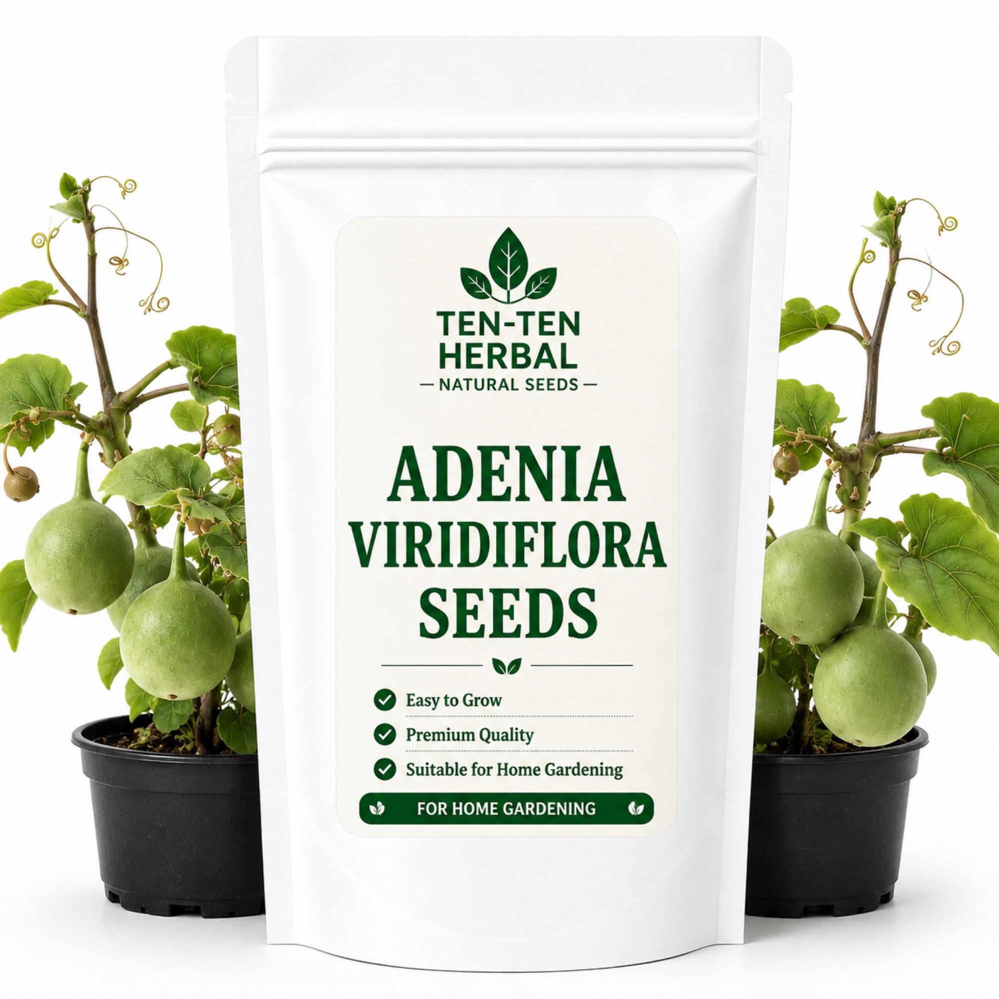 Adenia Viridiflora - Etsy