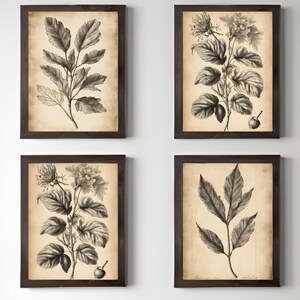 Ensemble vintage de gravures botaniques : oeuvre d&#39;art murale en noir et blanc (téléchargement numérique)