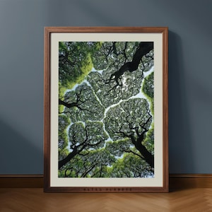 Lámina con vista de la copa del bosque / Arte mural de naturaleza / Decoración vintage de bosque / Descarga digital