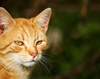 Digital Print Download | Cat | animal | Nature | Close-up | Photo | Digital photo