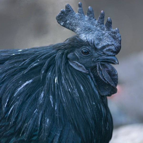 Ayam Cemani Egg