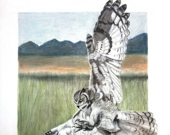 Great Horned Owl landing on chollas