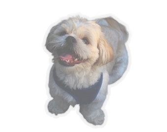 May include: A small, white dog with brown ears is wearing a blue harness and looking up at the camera with its mouth open and tongue sticking out.