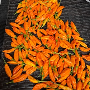 Aji Mango pepper seeds
