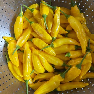 May include: A close-up shot of a metal colander filled with bright yellow chili peppers. The peppers have a long, slender shape with green stems. The colander has small, evenly spaced holes.