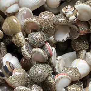 May include: A collection of small, spiralled seashells featuring a variety of patterns and textures. The shells display shades of white, cream, tan, and brown, with some exhibiting intricate mottled or spotted designs and smooth, glossy surfaces.