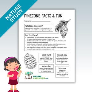 Può includere: Un poster educativo intitolato "Pinecone Facts & Fun" con illustrazioni di pigne e una bambina che tiene un fiore. Il poster include informazioni sulle pigne e attività.
