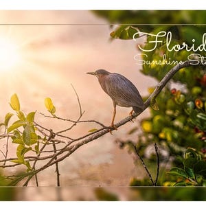 Wyślij słoneczną atmosferę Florydy z zestawem pocztówek Green Heron Bird (opakowanie 100 identycznych pocztówek 6" x 4") każda). Idealne do wysyłania pozdrowień z Florydy.
