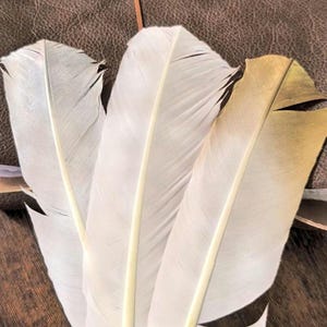 May include: Three white feathers with a light yellow quill and tips, resting on a brown leather surface. One feather has a golden-yellow tip. The feathers are arranged in a fan shape, with a piece of paper in the foreground.