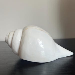 Natural Blowing Conch Shell: Vishnu Shankh - Sacred Sound Cleansing