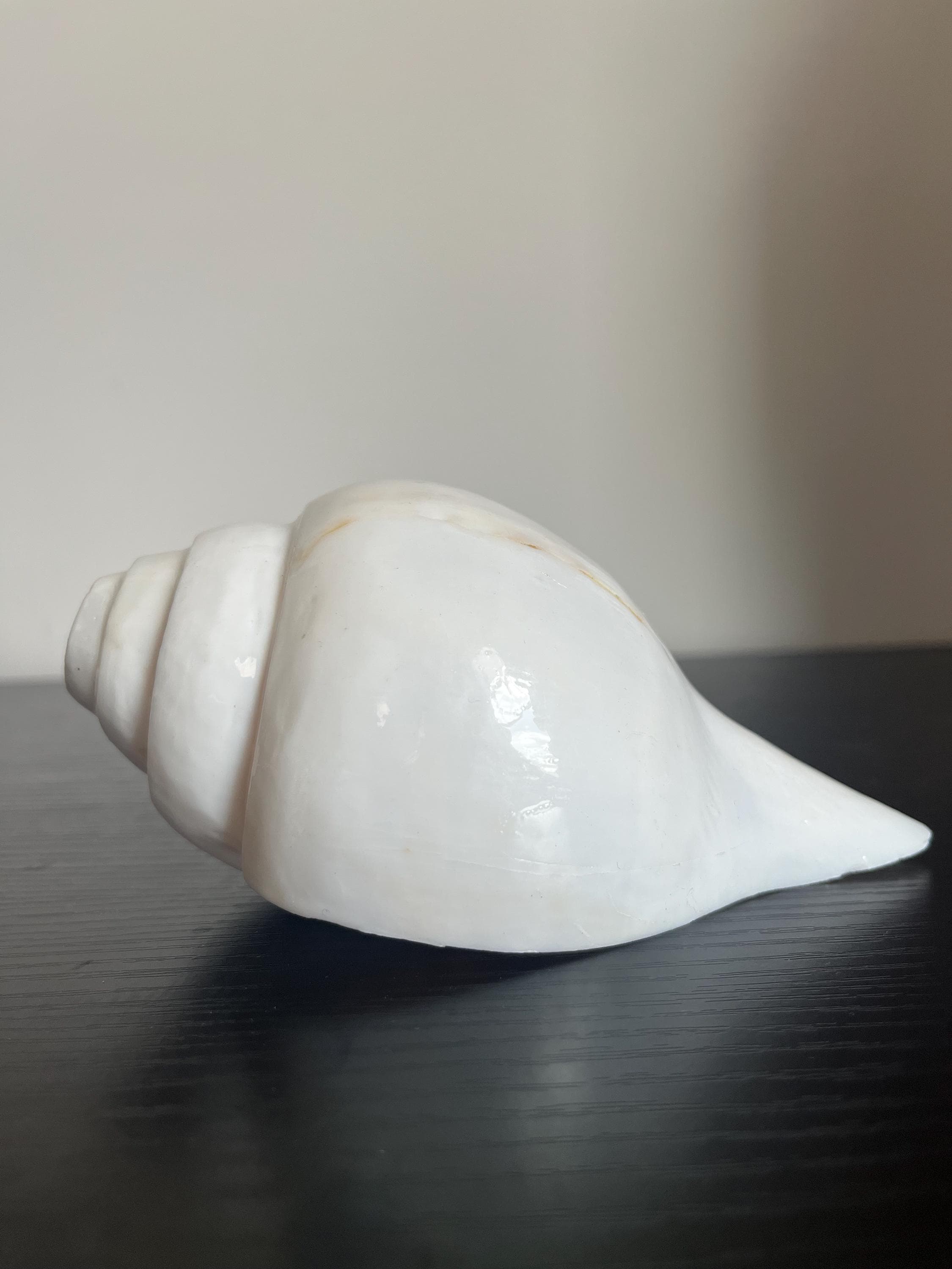 Sankha Conch - Etsy