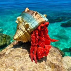 Könnte beinhalten: Ein roter Einsiedlerkrebs mit weißen Flecken sitzt auf einem Felsen und hält eine goldene Muschel mit grünen und blauen Akzenten fest. Der Krebs befindet sich vor einem blauen Meer mit Felsen im Hintergrund.