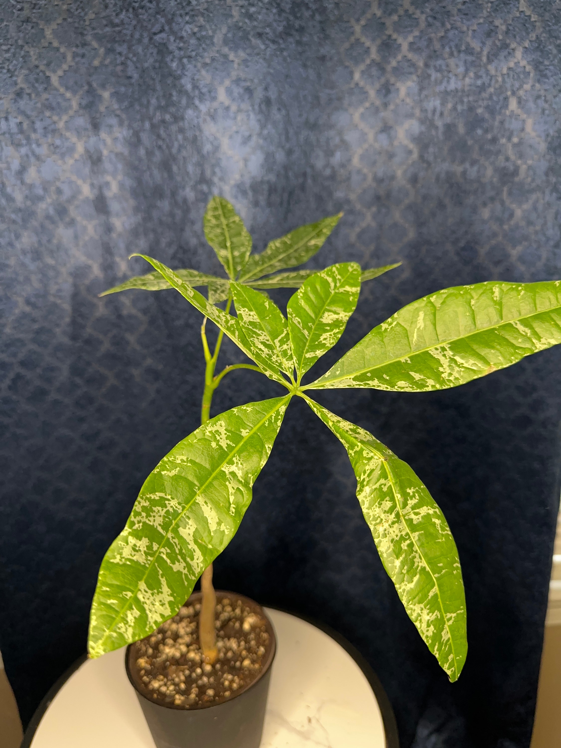 Pachira Glabra Milky Way (arbre à billets panaché, pot de 4 po.